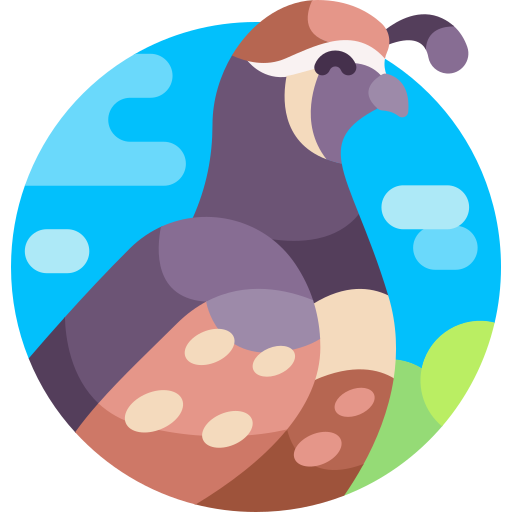 sülün